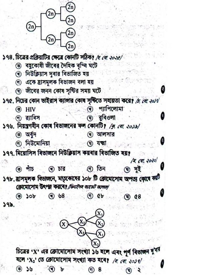 সাবমেটাসেন্ট্রিক: সেন্ট্রোমিয়ার মাঝখান থেকে একটু দূরে থাকে, আকৃতি 'L' এর মতো।